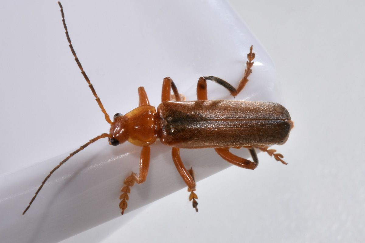 Cantharidae: Cantharis sp.?...Cantharis gr. pallida